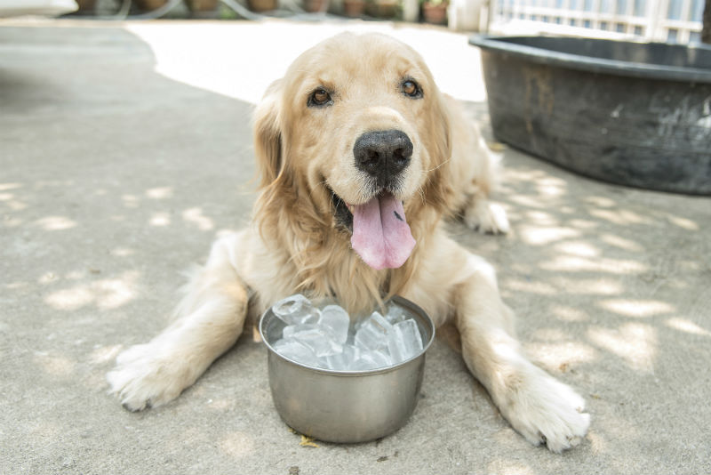 do dogs go off their food when in heat