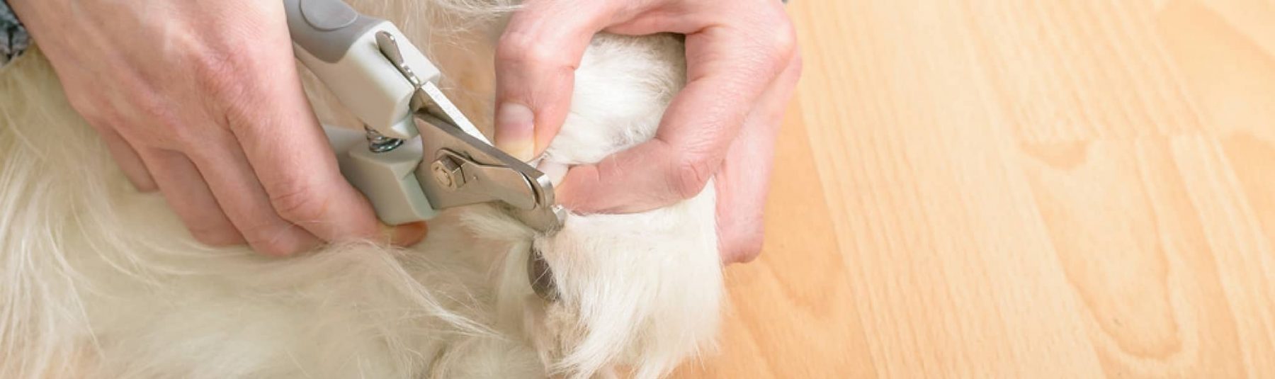 dog grooming nail trimming